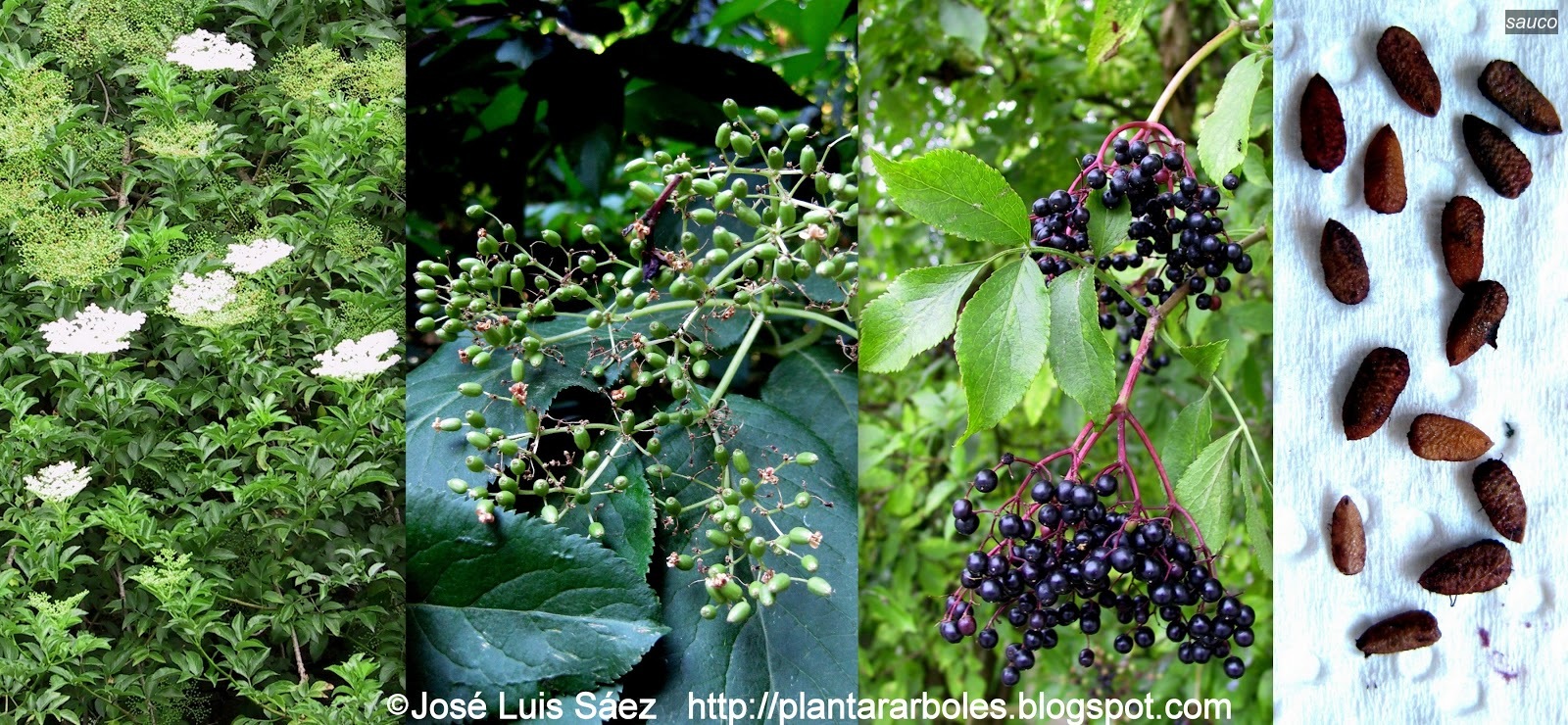 Sauco Sambucus nigra