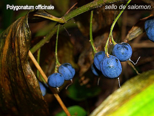 sello de Salomon3 sello de Salomon3