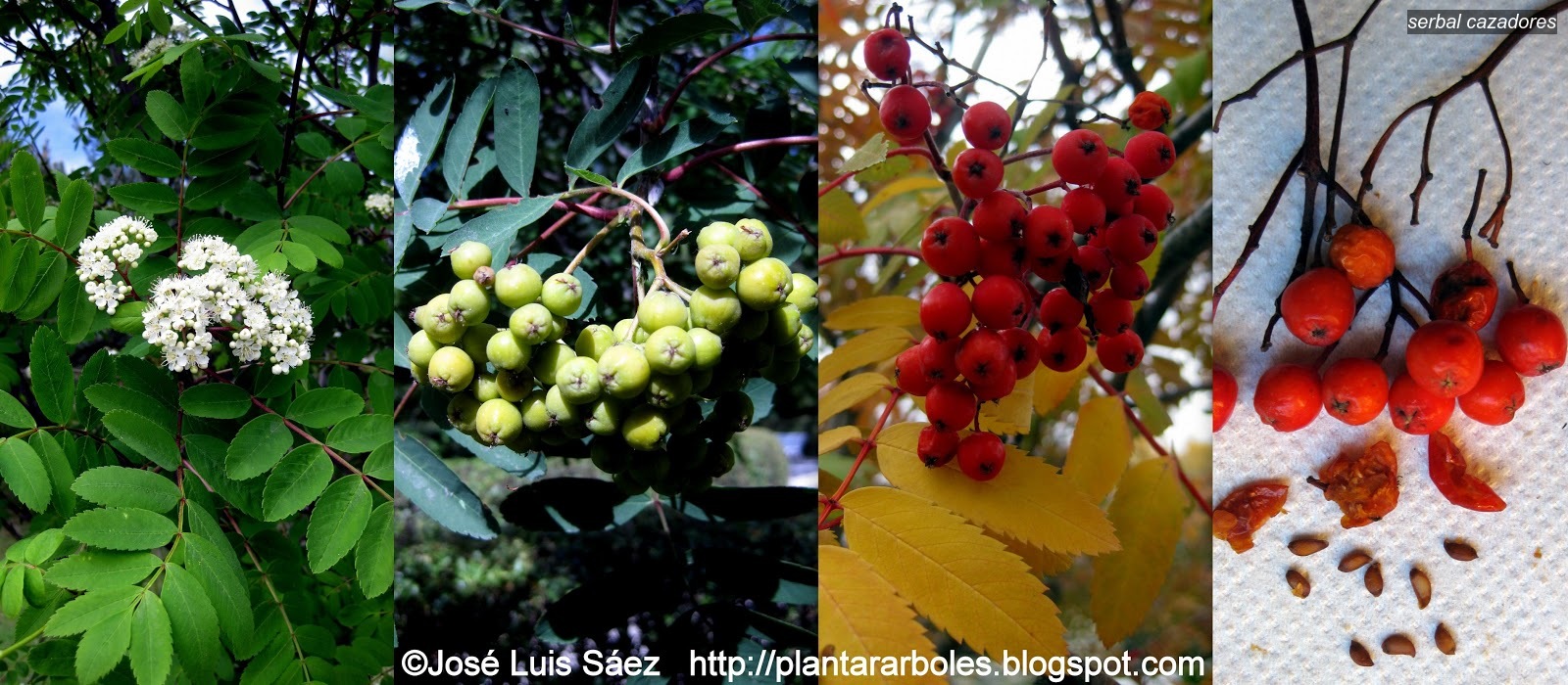 Serbal cazadores Sorbus aucuparia Serbal cazadores Sorbus aucuparia
