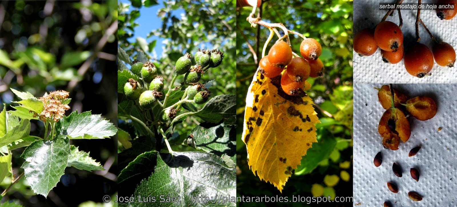 Serbal mostajo de hoja ancha Sorbus latifolia
