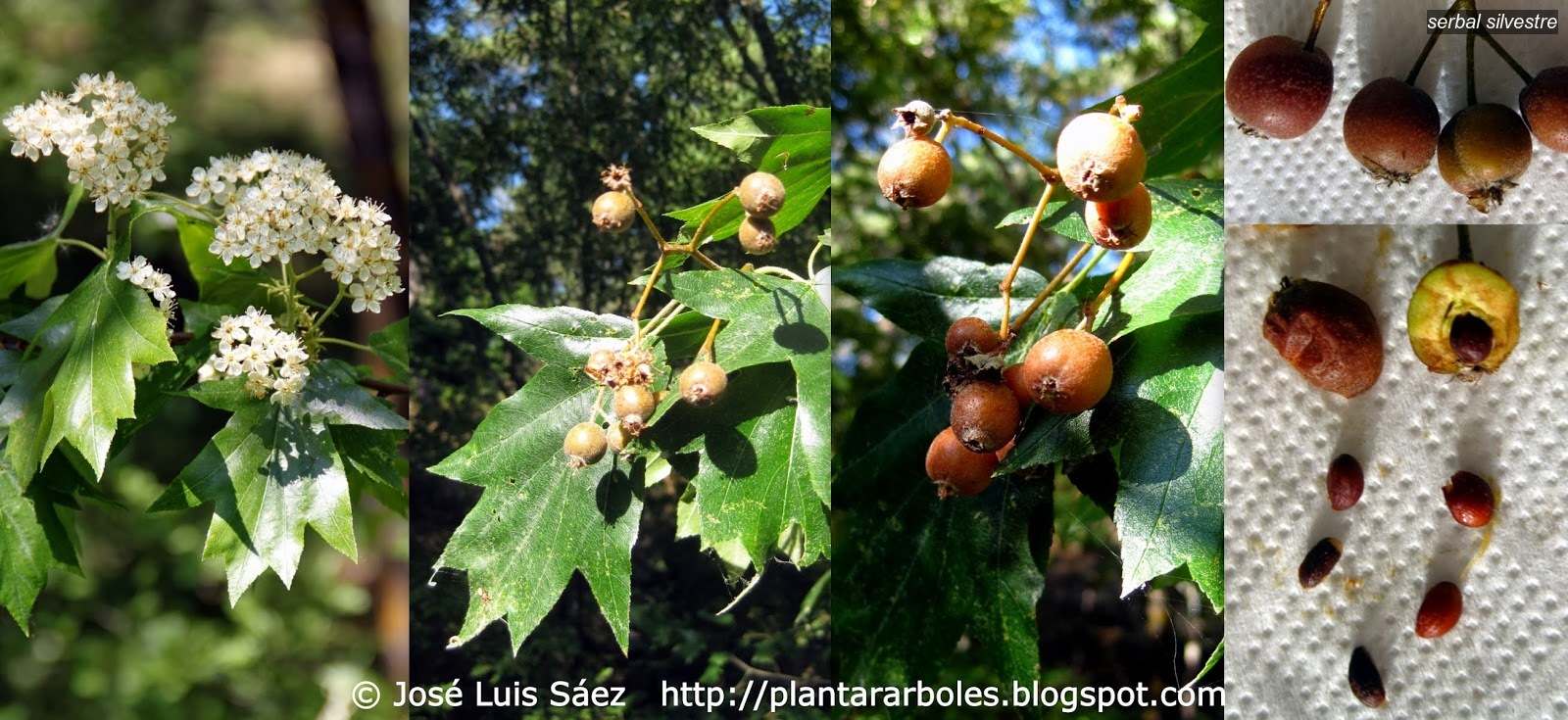 Serbal silvestre Sorbus torminalis