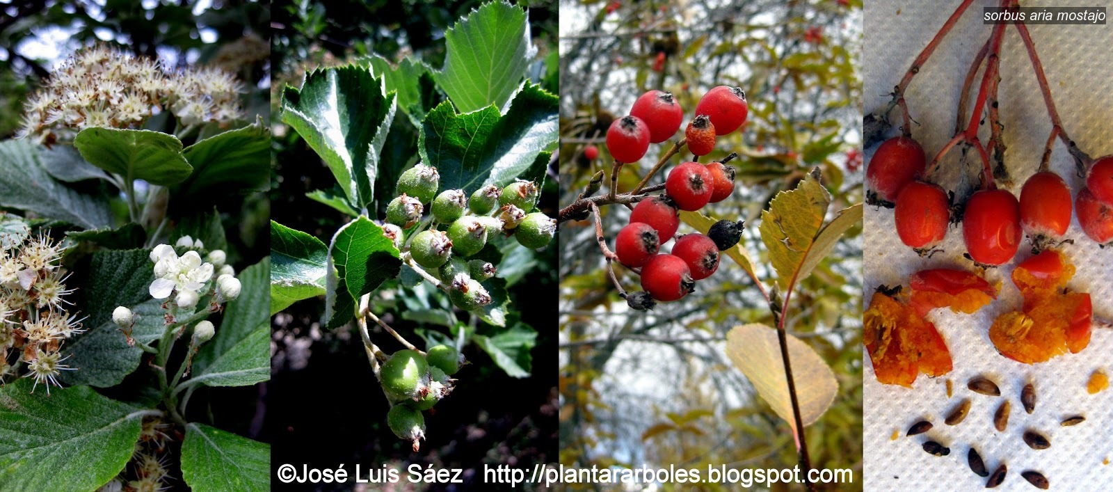 Sorbus aria Mostajo
