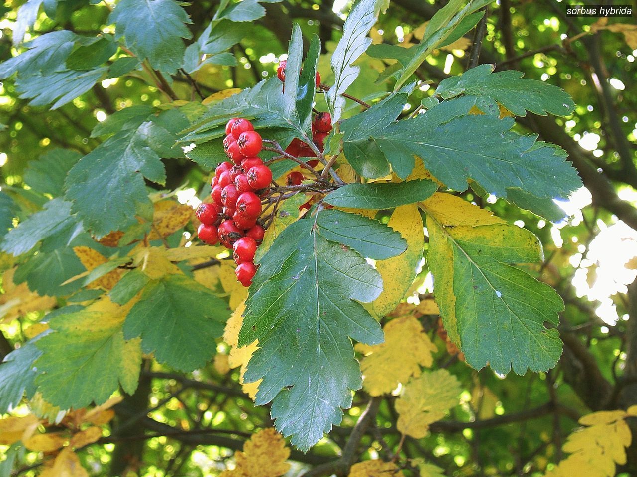 sorbus hybrida0