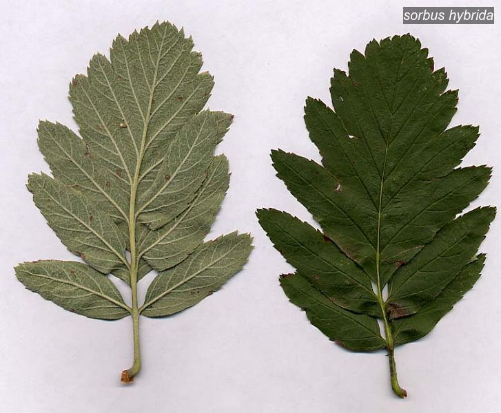 sorbus hybrida1