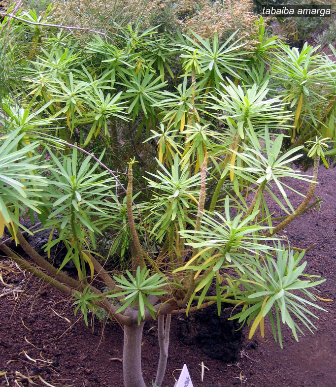 tabaiba amarga0 tabaiba amarga0