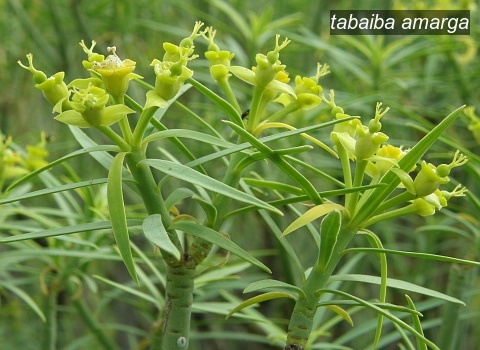 tabaiba amarga3 tabaiba amarga3