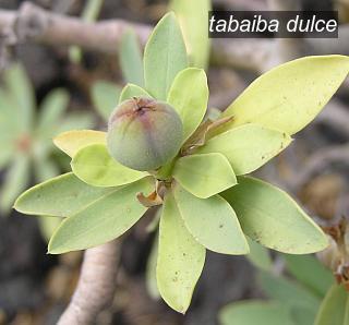 tabaiba dulce3