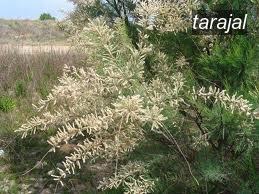 tarajal2 tarajal2