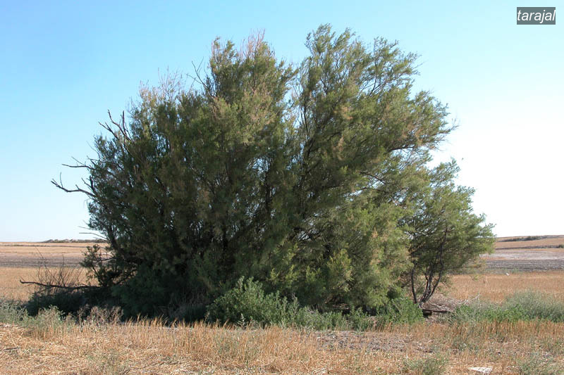tarajal3 tarajal3