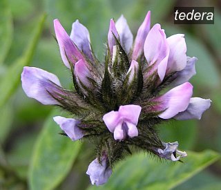 tedera1