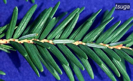 tsuga2