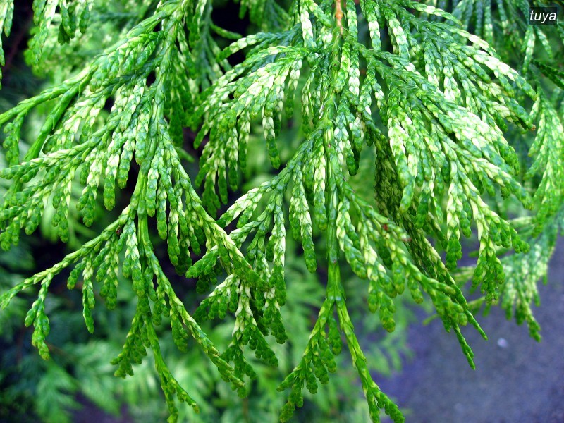 tuya plicata1 tuya plicata1