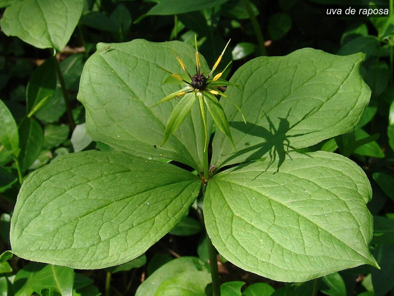 uva de raposa paris quadrifolia eenbes 01592 uva de raposa paris quadrifolia eenbes 01592