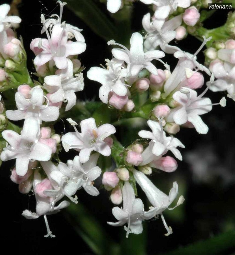 valeriana2 valeriana2