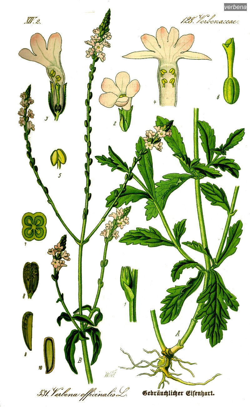 verbena0