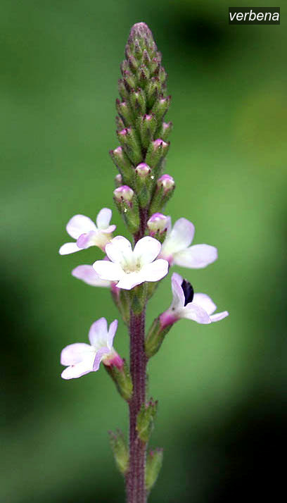 verbena1