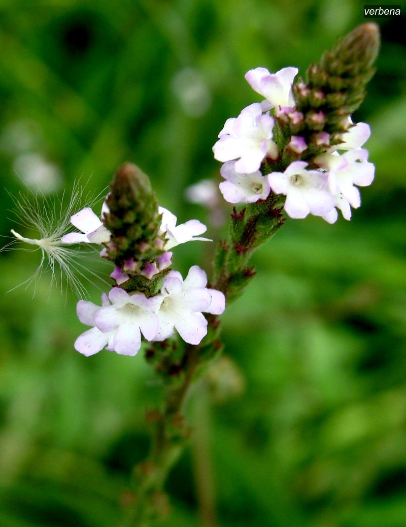 verbena2