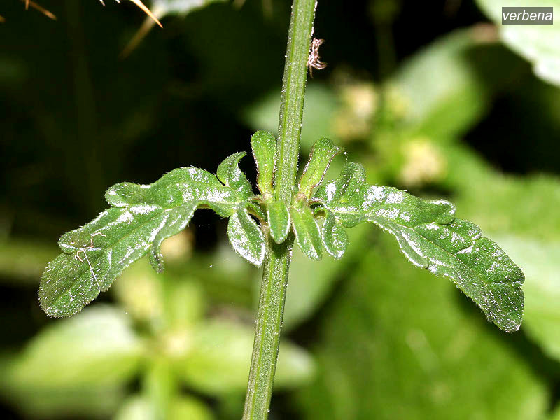 verbena3