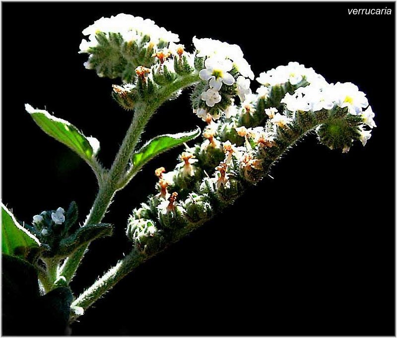 verrucaria0