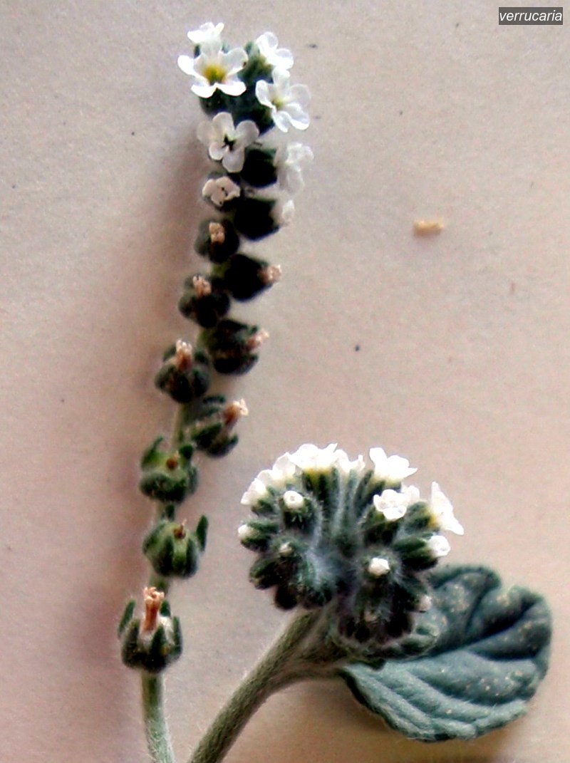 verrucaria1