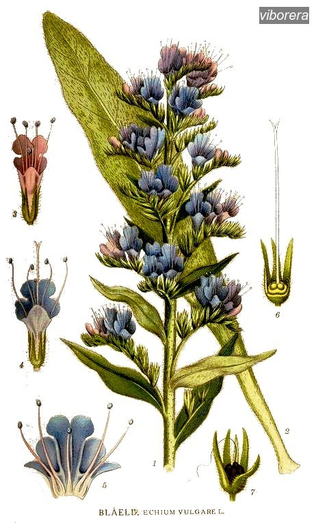viborera3