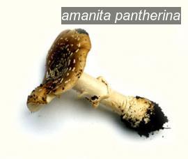 amanita pantherina0 amanita pantherina0
