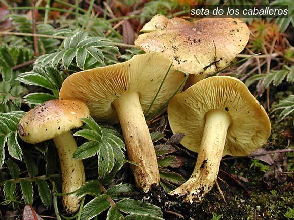 seta de los caballeros1 seta de los caballeros1