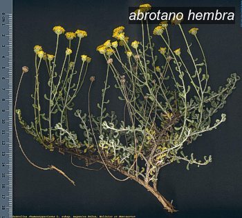 abrotano hembra0 abrotano hembra0