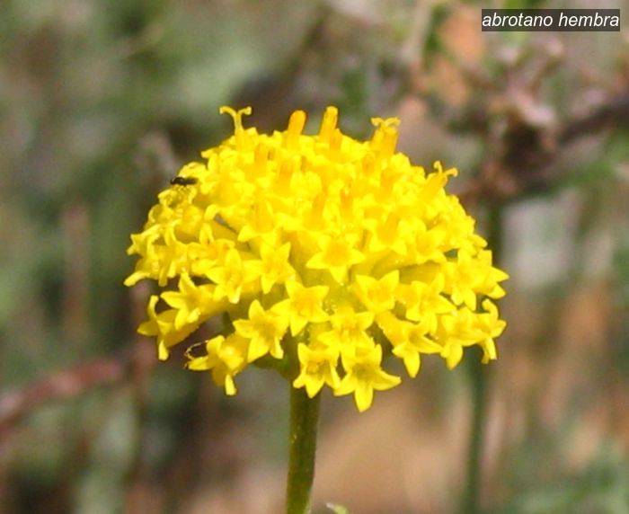 abrotano hembra1 abrotano hembra1