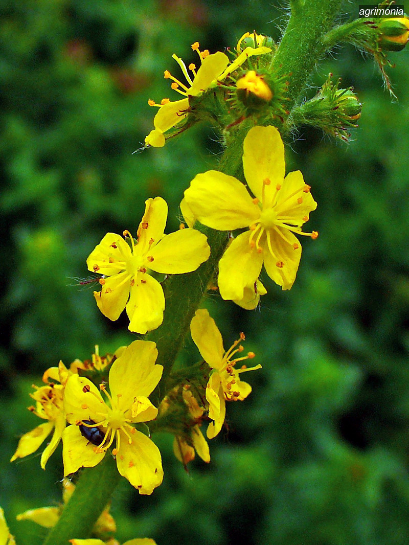 agrimonia3 agrimonia3