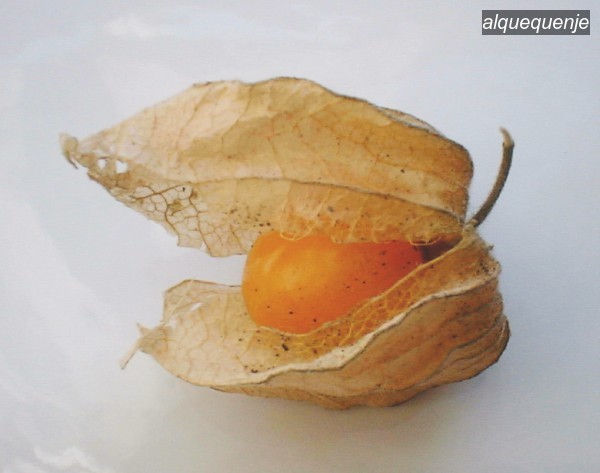 alquequenje0 alquequenje0