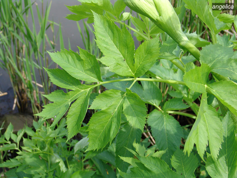 angelica angelica archangelica grote engelwortel 07480 angelica angelica archangelica grote engelwortel 07480