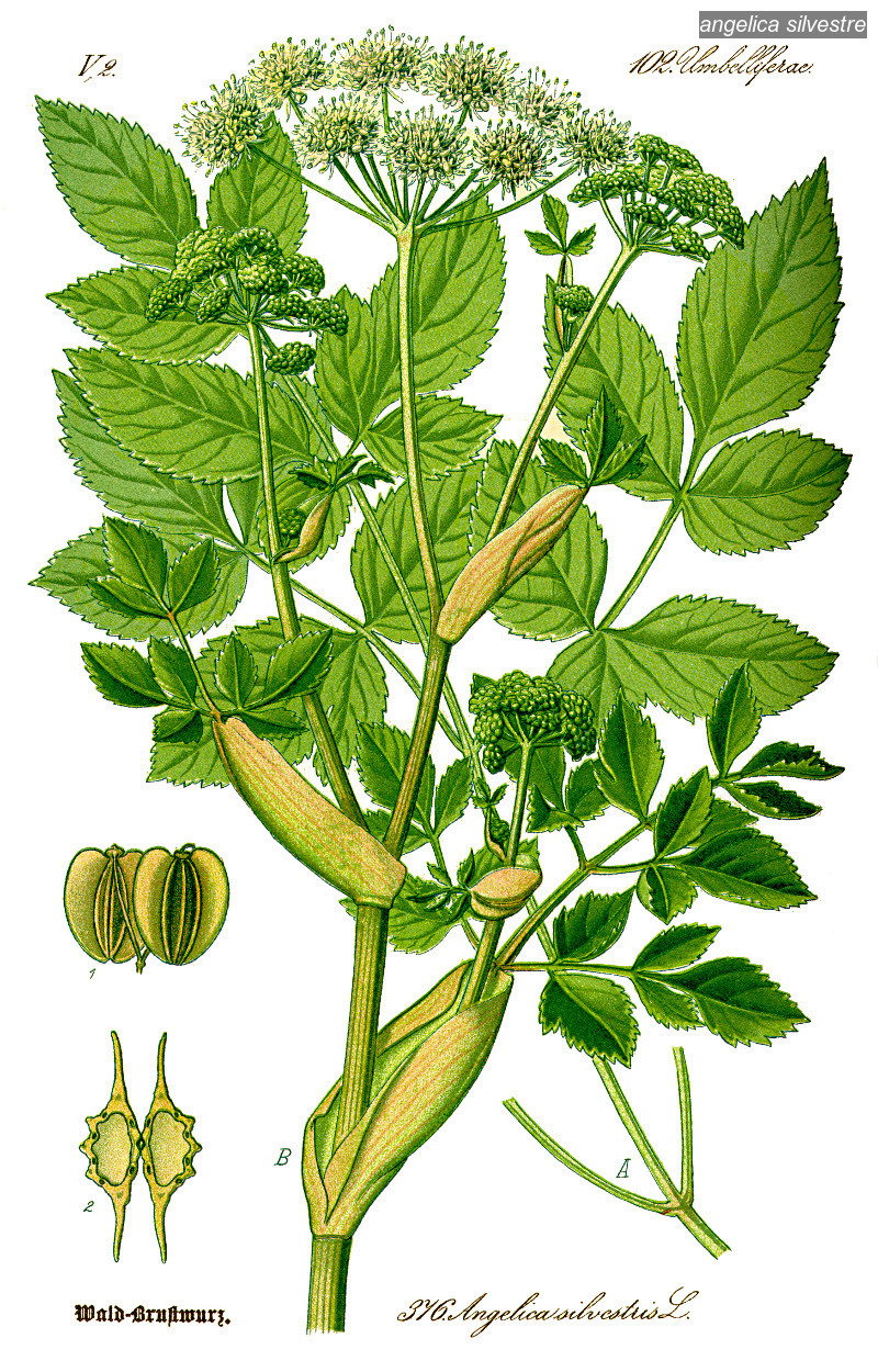 angelica silvestre0 angelica silvestre0