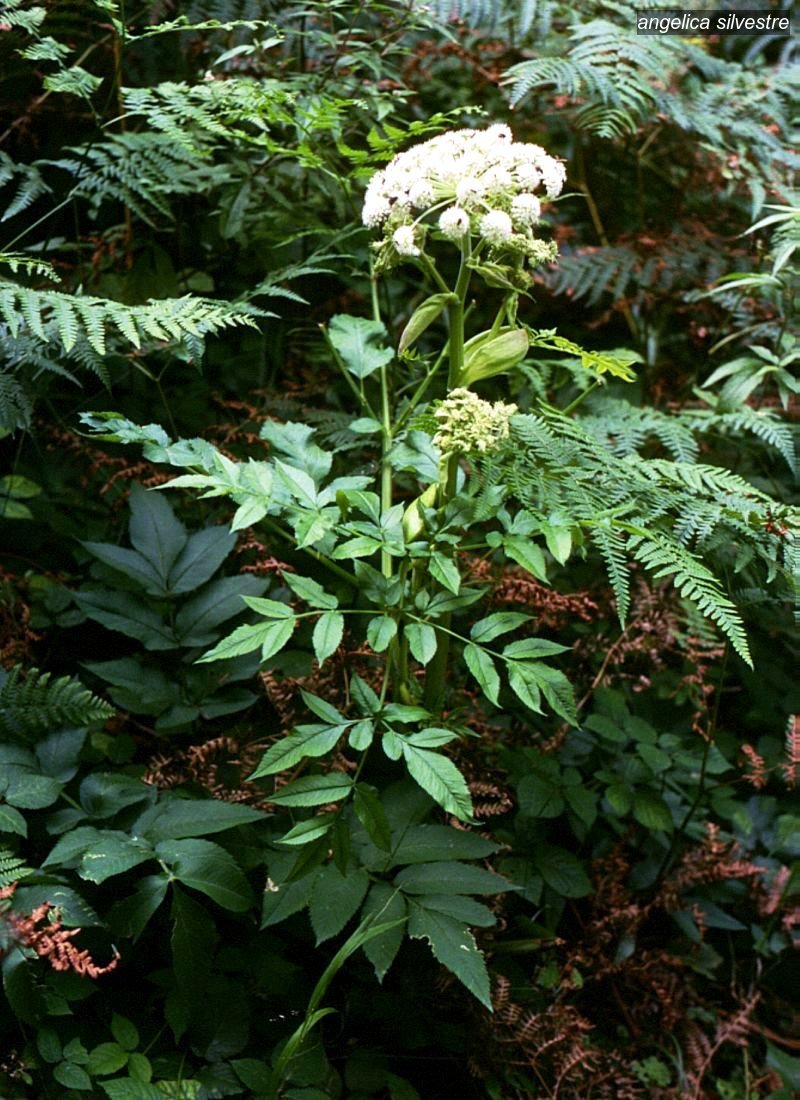angelica silvestre1 angelica silvestre1