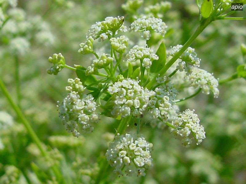apio apium graveolens selderij03 apio apium graveolens selderij03