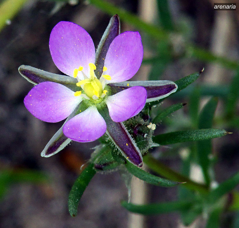 arenaria0 arenaria0