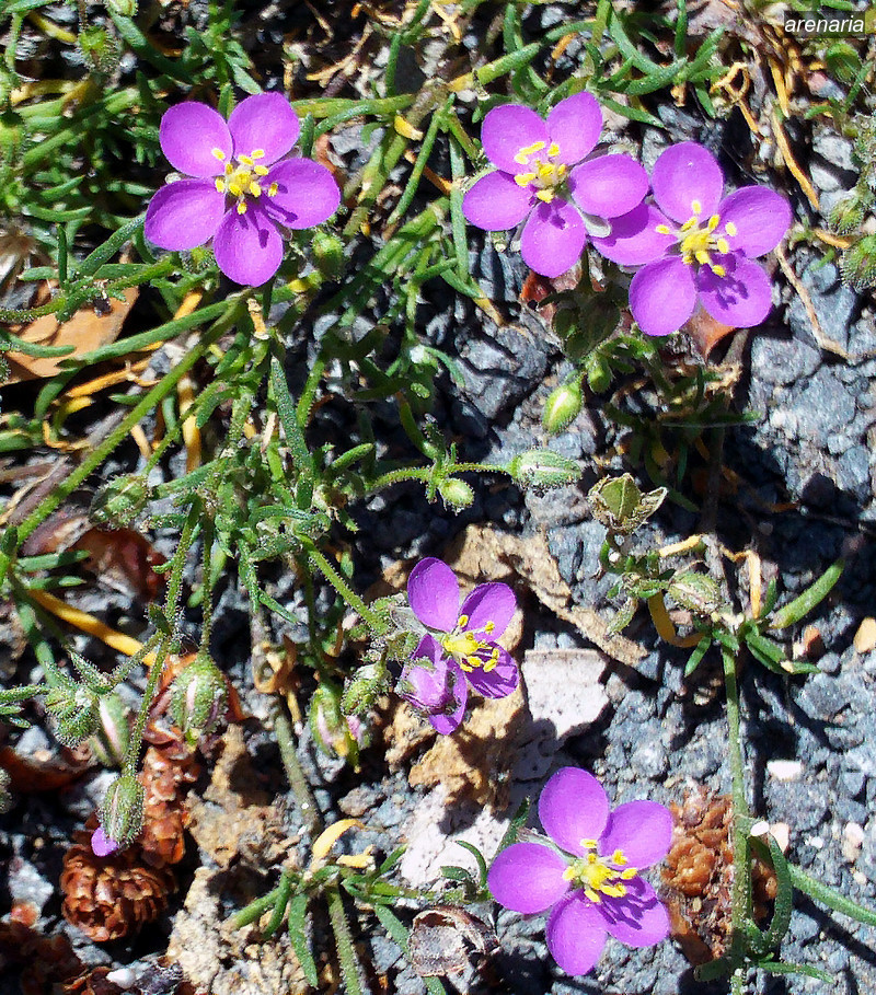 arenaria1 arenaria1