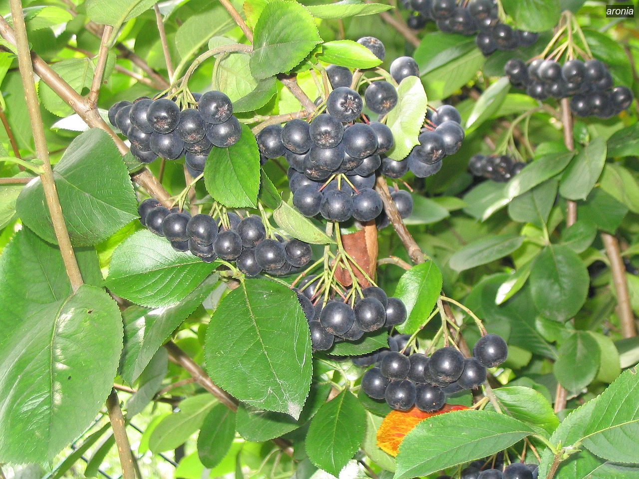aronia2 aronia2
