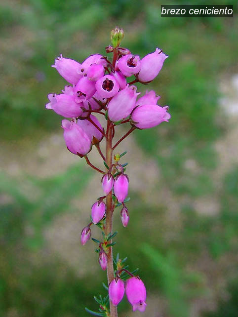 brezo ceniciento3 brezo ceniciento3