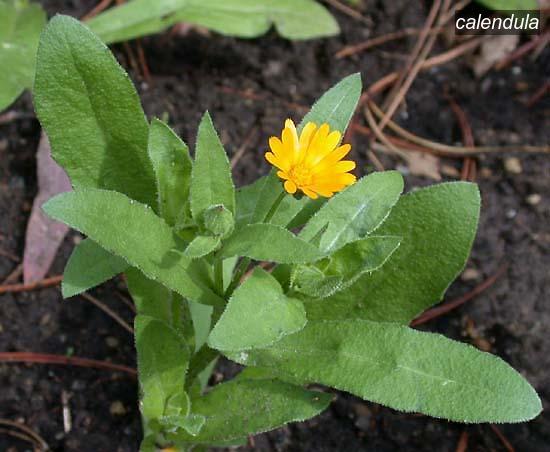 calendula1 calendula1