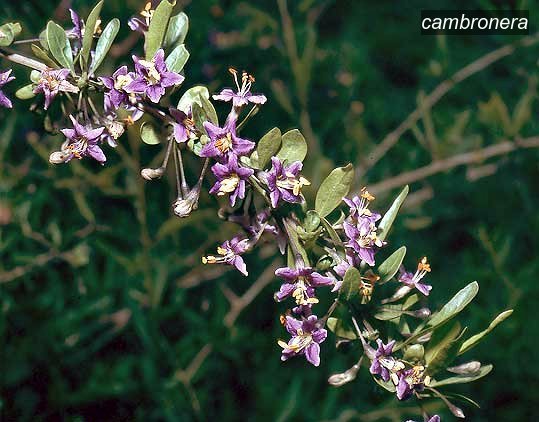 cambronera2 halimifolium cambronera2 halimifolium