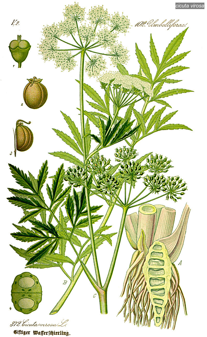 cicuta virosa2 cicuta virosa2