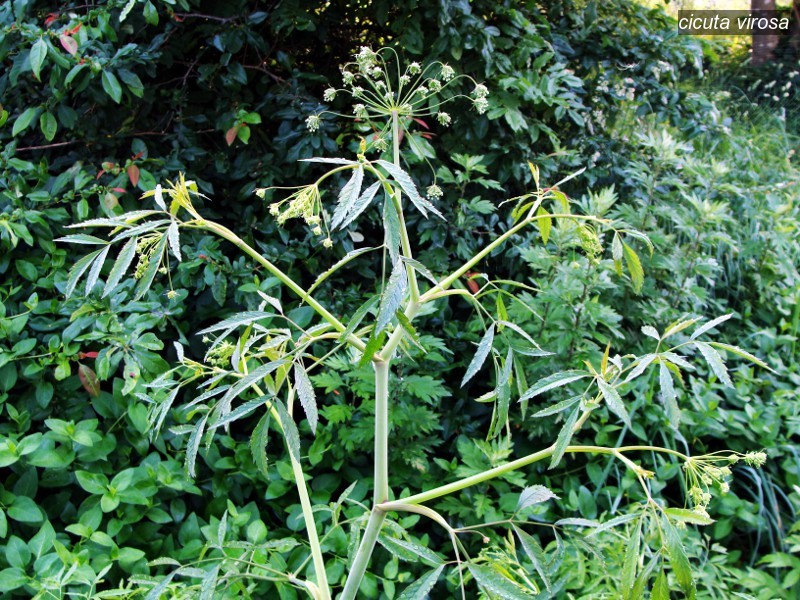 cicuta virosa4 cicuta virosa4