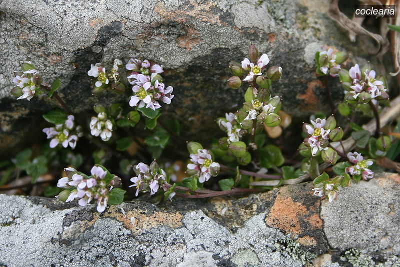 coclearia5 cochlearia danica coclearia5 cochlearia danica