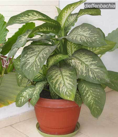 dieffenbachia0 dieffenbachia0