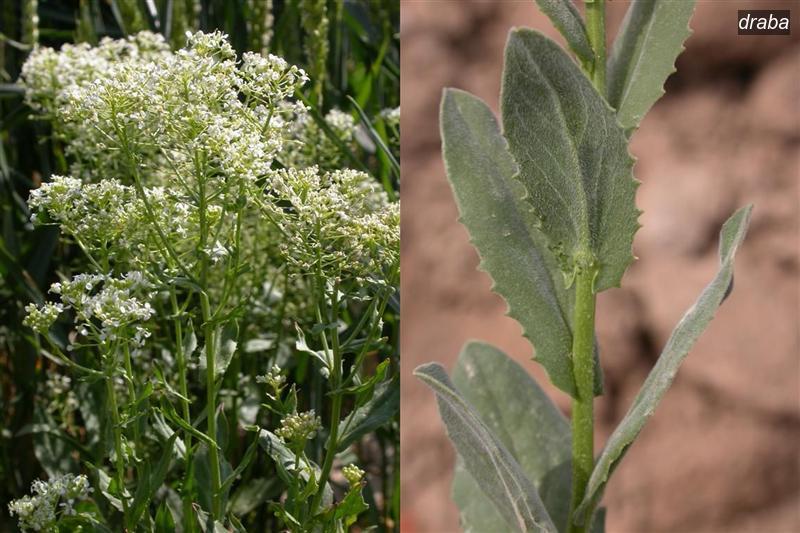 draba2 draba2
