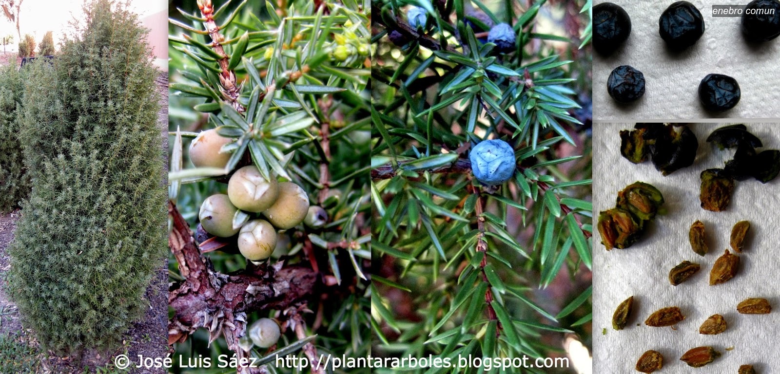 Enebro comun Juniperus communis Enebro comun Juniperus communis