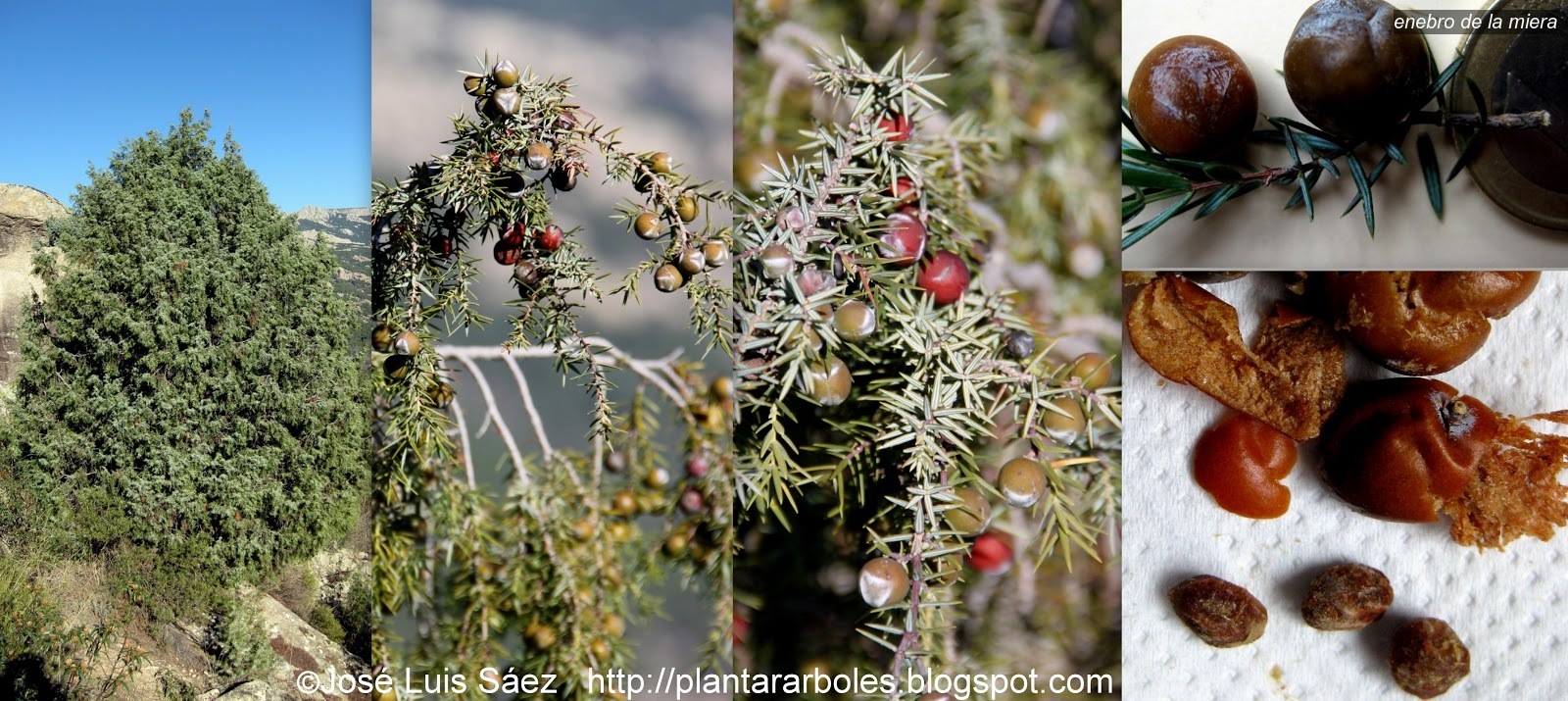 Enebro de la miera Juniperus oxycedrus Enebro de la miera Juniperus oxycedrus