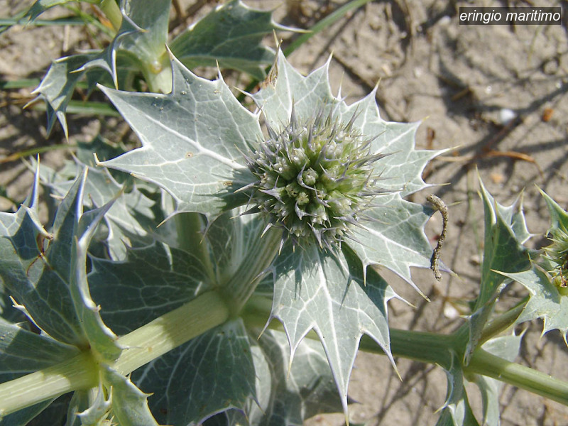 eringio maritimo eryngium maritimum blauwe zeedistel 03649 eringio maritimo eryngium maritimum blauwe zeedistel 03649