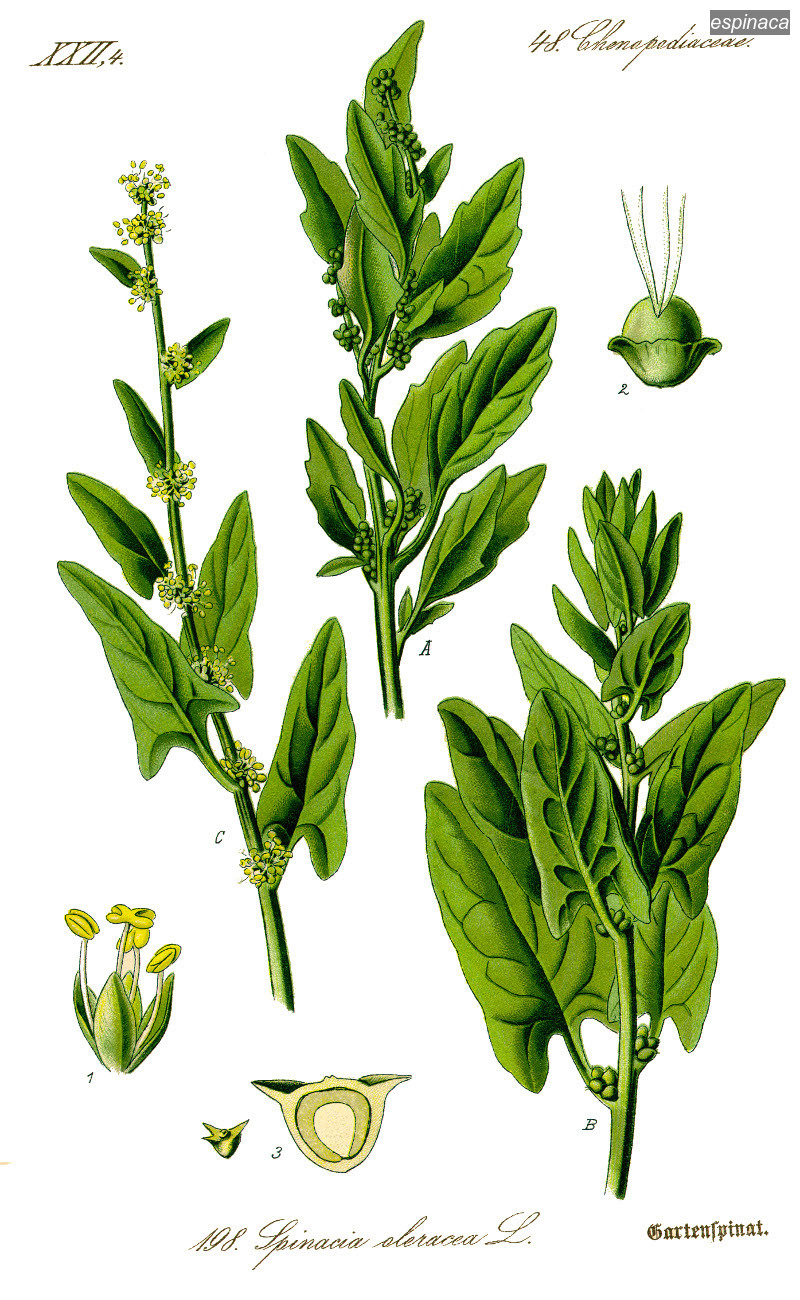 espinaca0 espinaca0